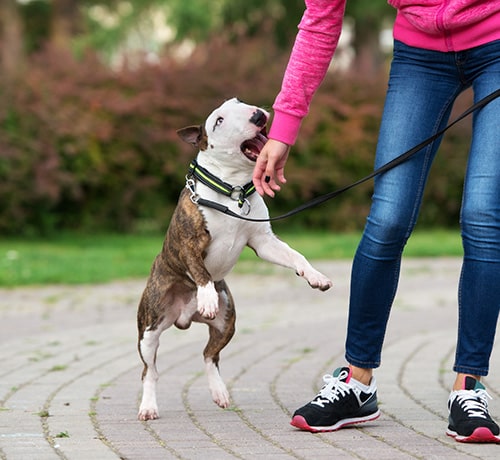 Dog Bite Accidents | The Heald Law Firm, PLLC