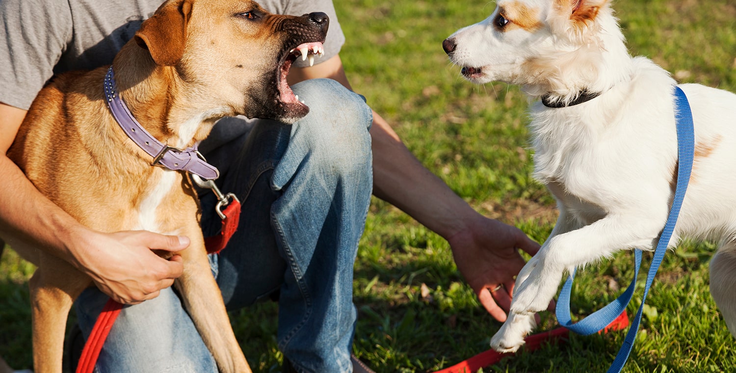Recovering damages from a dog owner following a dog bite injury in Texas